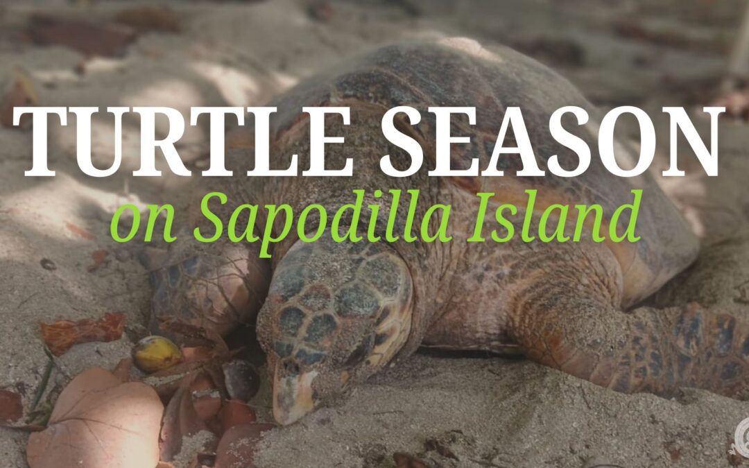 Turtle Season in Belize at Sapodilla Private Island